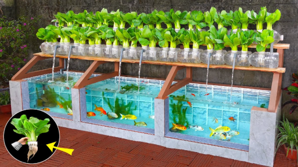 Aquarium outdoor dengan sistem aquaponik yang menghubungkan ikan dan tanaman